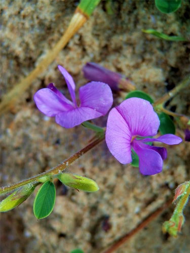 Galactia heterophylla
