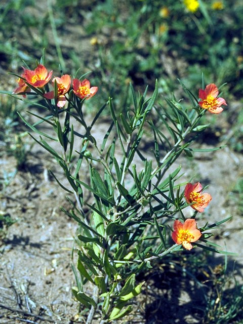Phemeranthus aurantiacus