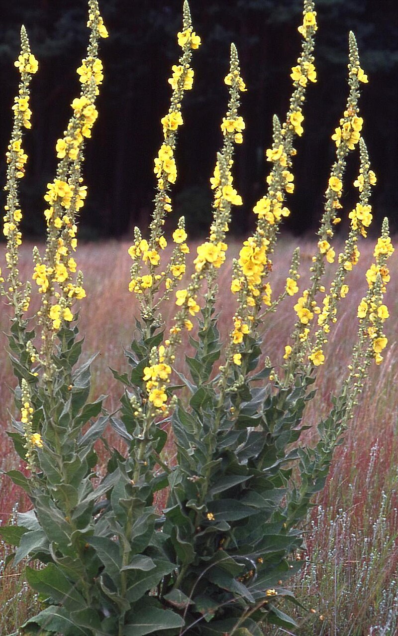 Verbascum densiflorum